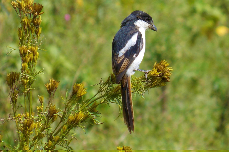 SAFARI MET OVERNACHTING NAAR LAKE NAKURU EN LAKE BOGORIA