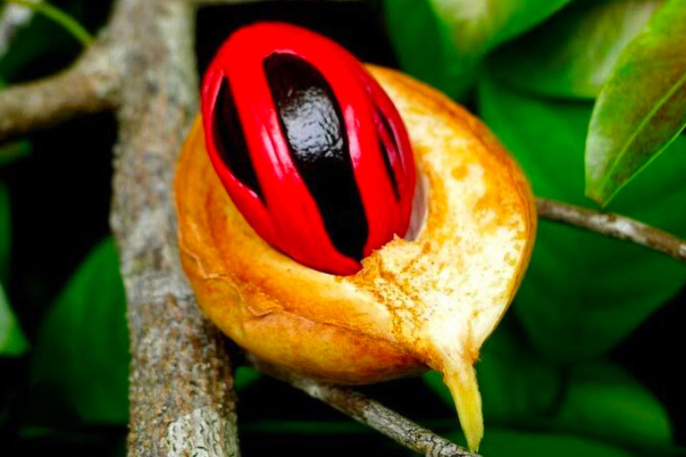 Zanzibar: Jozani-skogen, kryddgård, privat tur i Stenstaden