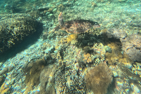Labuan Bajo: Day Trip Snorkeling with Manta Rays and Turtles