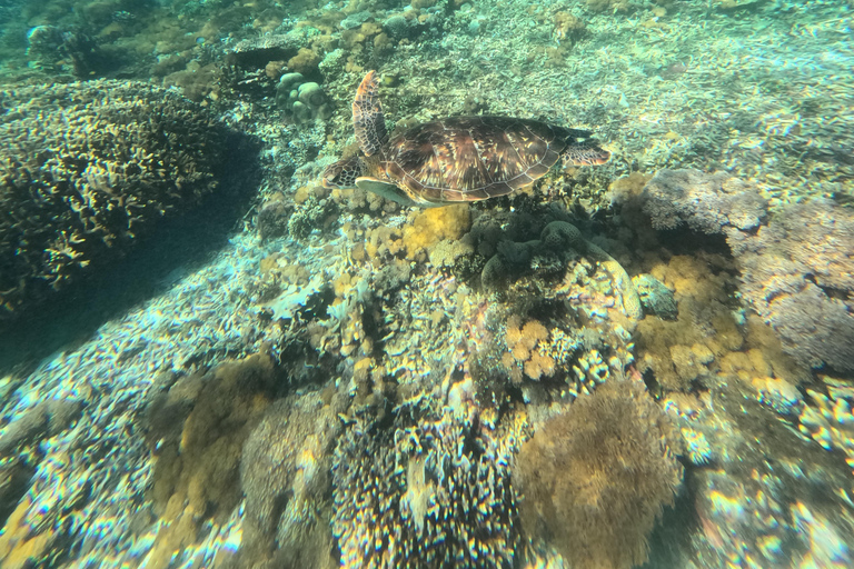 Labuan Bajo: Day Trip Snorkeling with Manta Rays and Turtles
