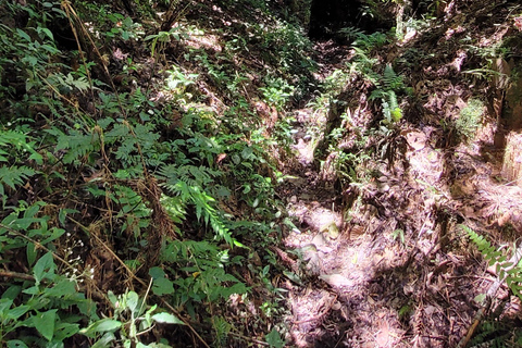 CAMINHO DO OURO - Geführte Tour durch den Atlantischen Wald, Wasserfälle und Geschichten.