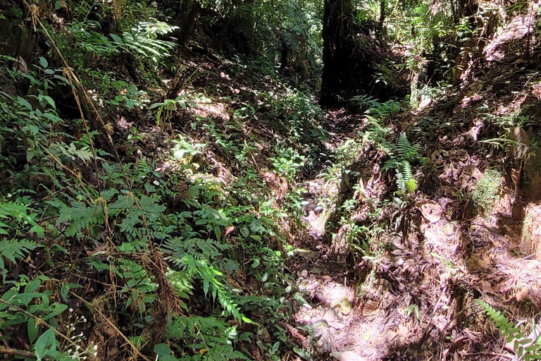 CAMINHO DO OURO - Guided tour Atlantic Forest, Waterfalls, Stories.