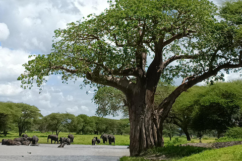 5 DÍAS DE SAFARI. TARANGIRE, SERENGETI, NGORONGORO Y MANYARA