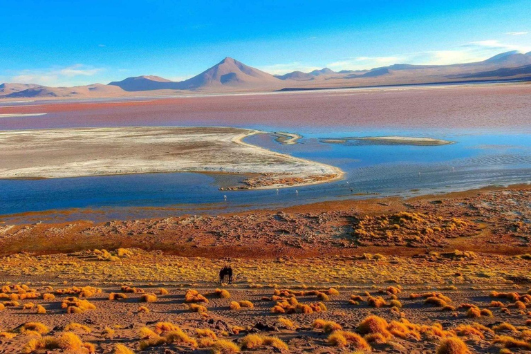 From Uyuni:Laguna Colorada and Salar de Uyuni 3 Days + Meals