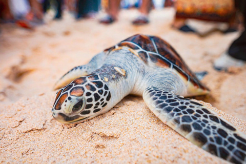 Khao Lak: Turtle Festival at Thai Muang, Mangroves & Temple