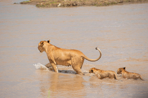 SERENGETI & NGORONGORO 5 DAYS SAFARIS (Copy of) SERENGETI & NGORONGORO 5 DAYS SAFARIS