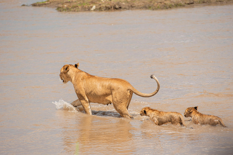 SERENGETI & NGORONGORO 5 DAYS SAFARIS (Copy of) SERENGETI & NGORONGORO 5 DAYS SAFARIS