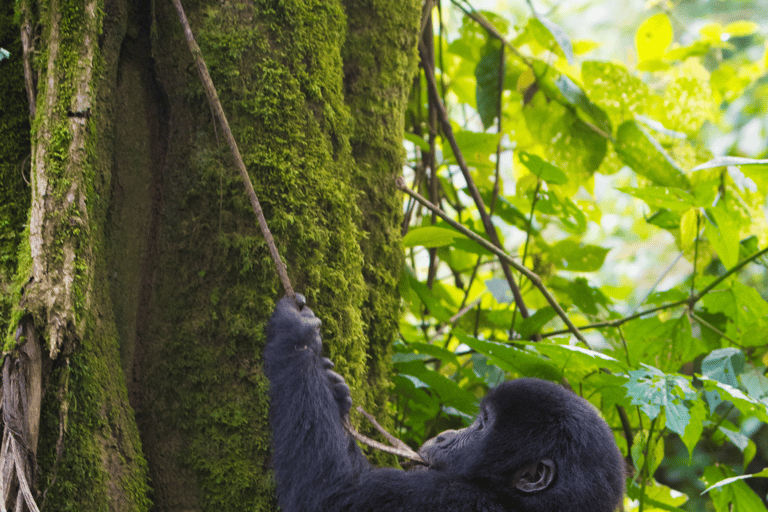 Safari Experiencia Uganda 15 díasRecorrido económico