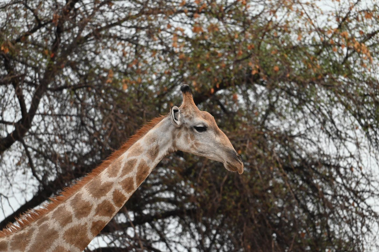 Windhoek: 3-Day Guided Safari in Etosha with Lodge