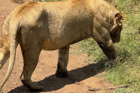 Kenia i Tanzania: 9-dniowy prywatny pakiet safari średniej klasy