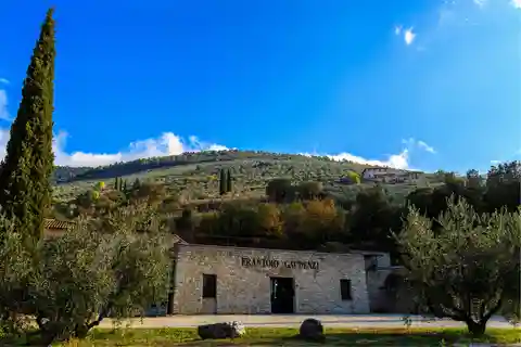 Trevi: Tour guidato e degustazione presso il Frantoio Gaudenzi