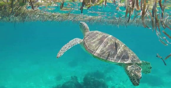 Bohol Island Hopping Tour (Private Tour)