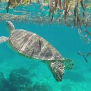 Bohol Island Hopping Tour (Private Tour) Bohol Island Hopping Tour (Private Tour)