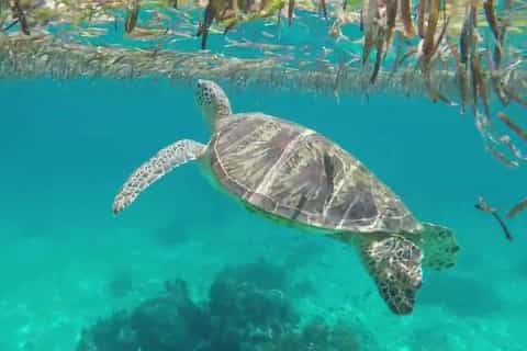 Bohol Island Hopping Tour (Private Tour) - Image 3