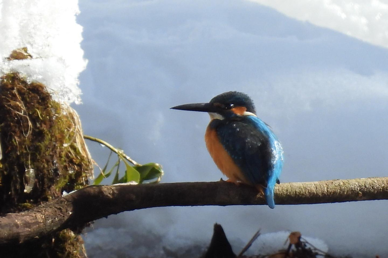 Hokkaido: Birdwatching at Lake Utonai with a Guide