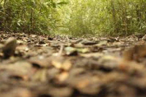 Zanzibar: Zipline Adventure in masingini forest tour Private tour with Hotel pick up & drop-off with entry ticket