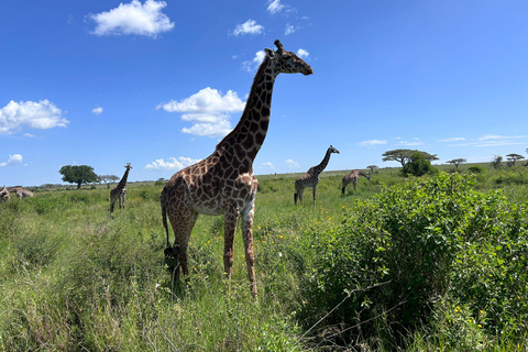 Moshi: 2-Day Lake Manyara and Ngorongoro Safari with Lodging