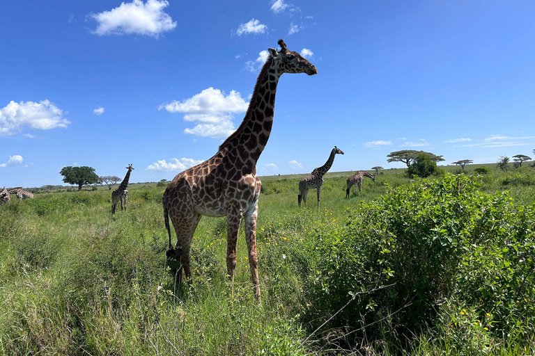 Moshi: 2-Day Lake Manyara and Ngorongoro Safari with Lodging