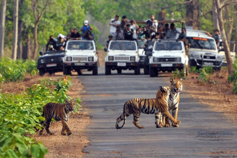دلهي: جولة في حديقة جيم كوربيت الوطنية لمدة يومين مع التنقلاتجولة بسيارة مكيفة الهواء، ومرشد للغاب