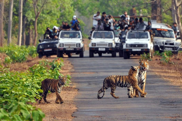 دلهي: جولة في حديقة جيم كوربيت الوطنية لمدة يومين مع التنقلاتجولة بسيارة مكيفة الهواء، ومرشد للغاب