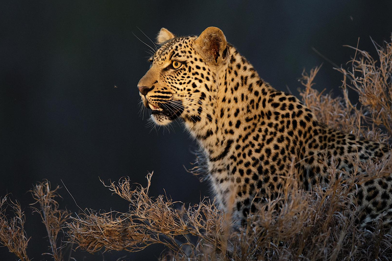 Aventura en Kruger Tremisana Safari de 4 días con los 5 Grandes