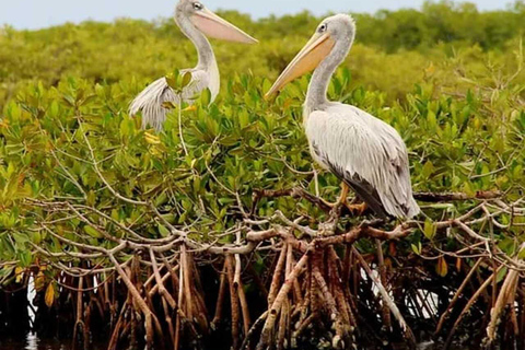 Safari i odkrywanie: rezerwat Bandia i laguna Somone