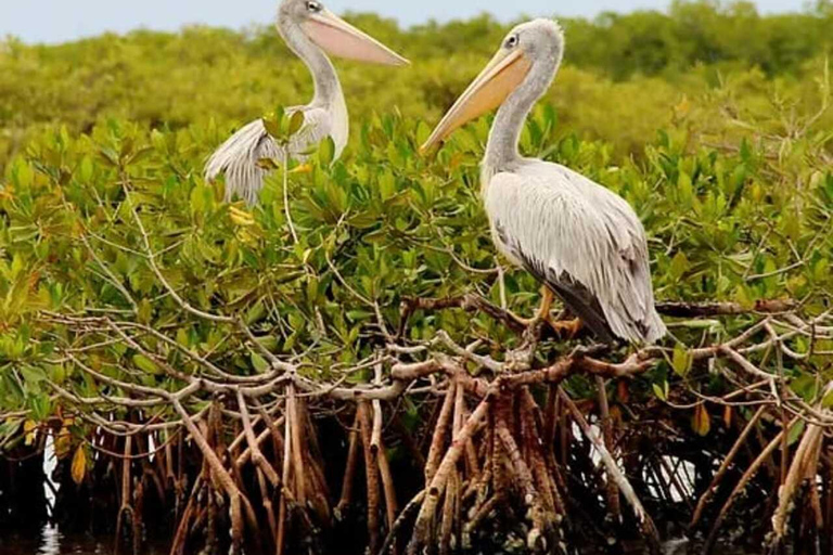 Safari i odkrywanie: rezerwat Bandia i laguna Somone