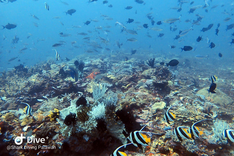 Puerto Princesa: Discover Scuba Diving Package Puerto Princesa day trip: 3 dives for certified divers