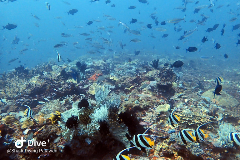 Puerto Princesa: Discover Scuba Diving Package Puerto Princesa day trip: 3 dives for certified divers