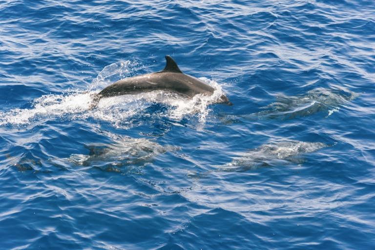 Gran Canaria: Delfin- und WalbeobachtungstourTour von Puerto Rico de Gran Canaria 11:00 Uhr