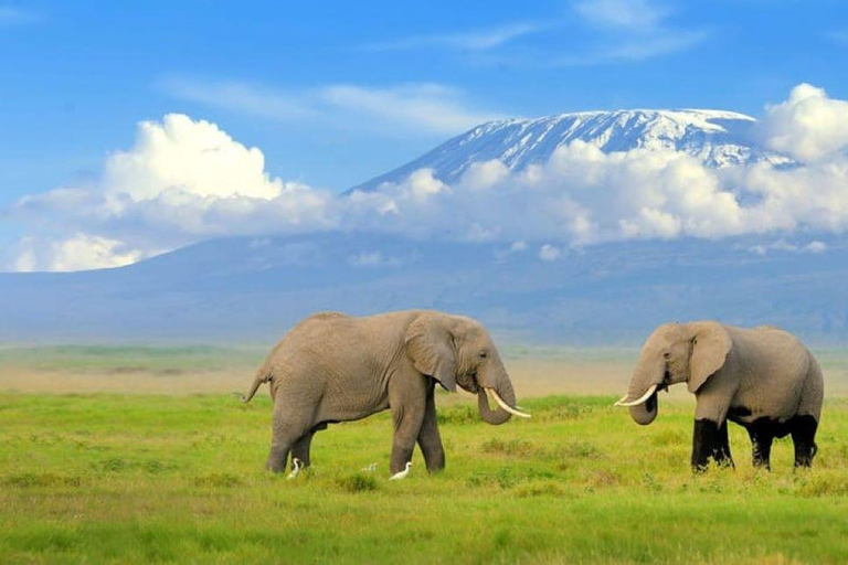 Amboseli Wildlife Dagtour en Masai Bezoeken