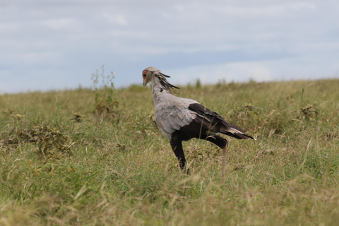 3 Days Safari Adventure Explore the Wild Heart of Africa