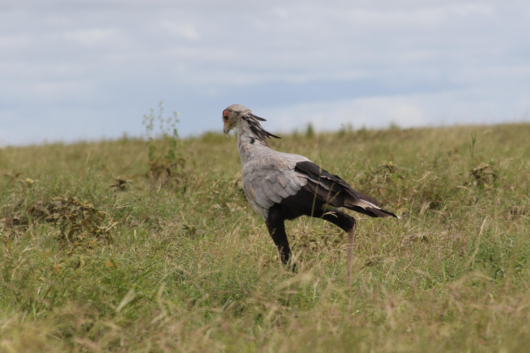 3 Days Safari Adventure Explore the Wild Heart of Africa