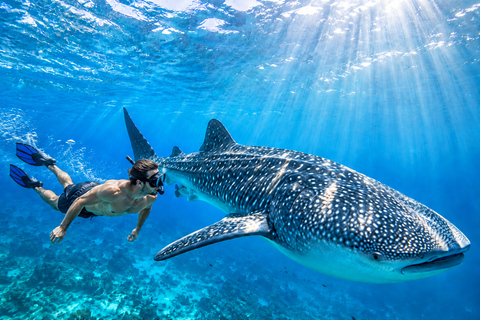 Labuan Bajo: 4-Day Sumbawa Whale Shark & Moyo with Flights Sharing Whale Shark & Moyo Island Private Tour