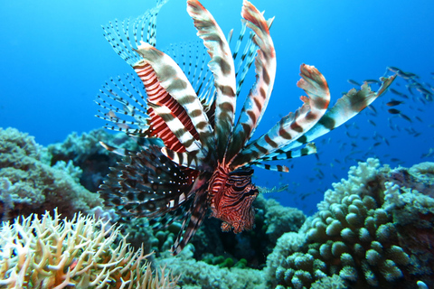 Little Tobago: Glass Bottom Boat Tour