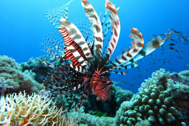 Little Tobago: Glass Bottom Boat Tour