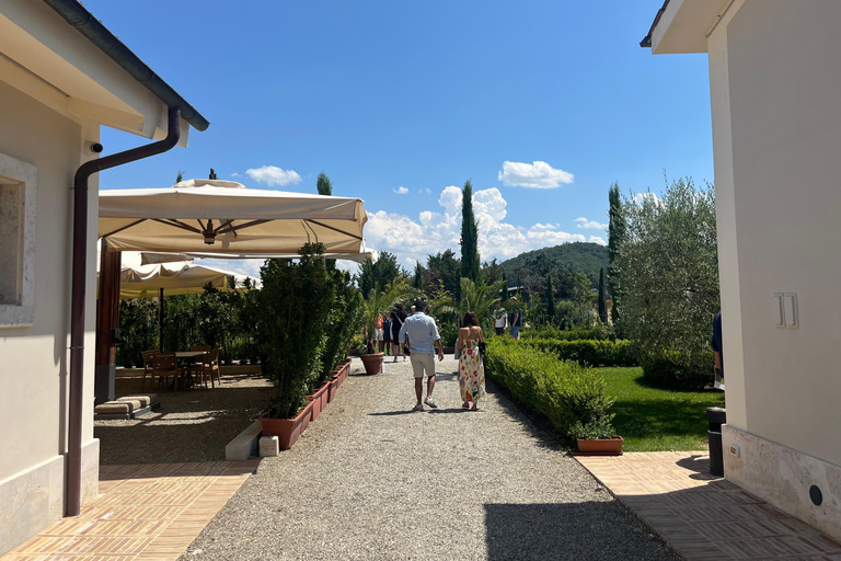 Florence: Pisa, Siena, & San Gimignano Day Trip with Lunch VIP SMALL GROUP