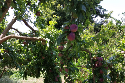 Kusadası: Countryside Tour with Lunch and Drinks