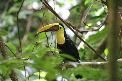 Uvita: Corcovado Rainforest & Wildlife Adventure