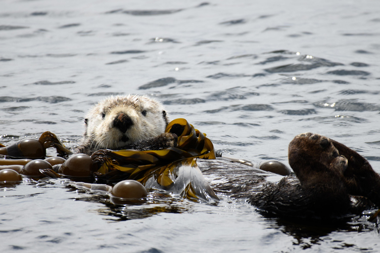 Victoria: 3-stündige Zodiac-WalbeobachtungstourAb Victoria: Whale Watching im Zodiac-Boot