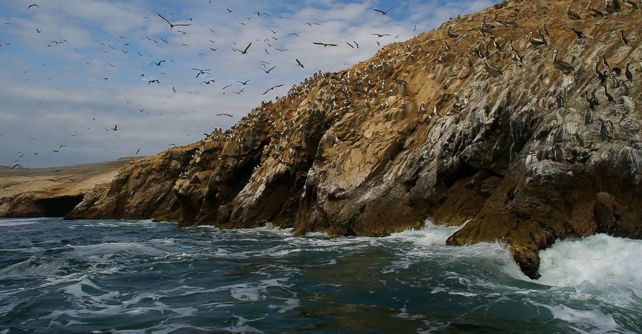 From Paracas, Ballestas Islands & Paracas National Reserve - Housity