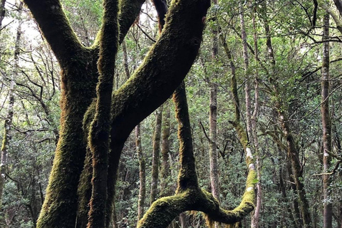 Tenerife - La Gomera: Private Expedition to the Prehistoric Forest