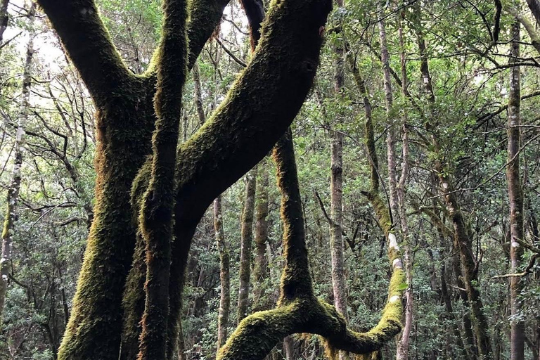 Tenerife - La Gomera: Private Expedition to the Prehistoric Forest