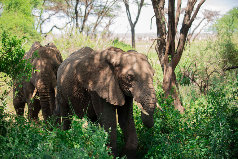 Tanzania: 7-Day Safari with Lodges & Game Drives