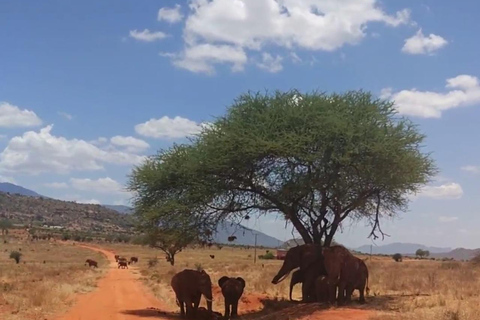 Mombasa:2-Day Tsavo East Wildlife Safari with Overnight Stay