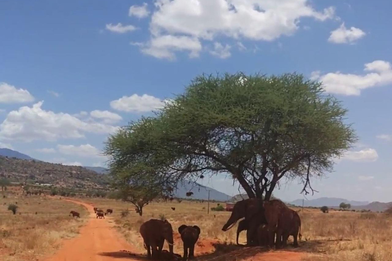 Mombasa:2-Day Tsavo East Wildlife Safari with Overnight Stay