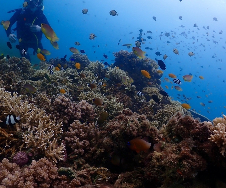 Cebu: boat diving two dive tour in Olango island