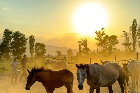 Tbilisi: Horse Riding Tour at Palomino Ranch