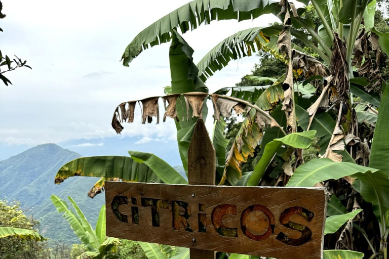 麦德林：埃尔利亚诺农庄之旅含品鉴与午餐麦德林：平原农业之旅含品鉴与午餐