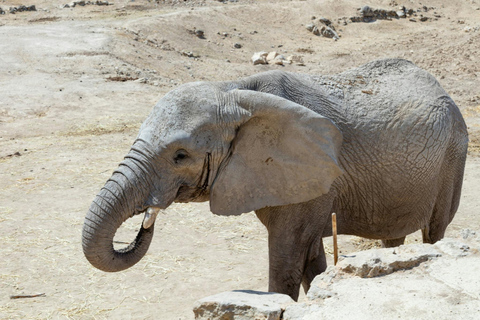 Desde Hammamet/Nabeul: Excursión al Parque de Animales de Friguia